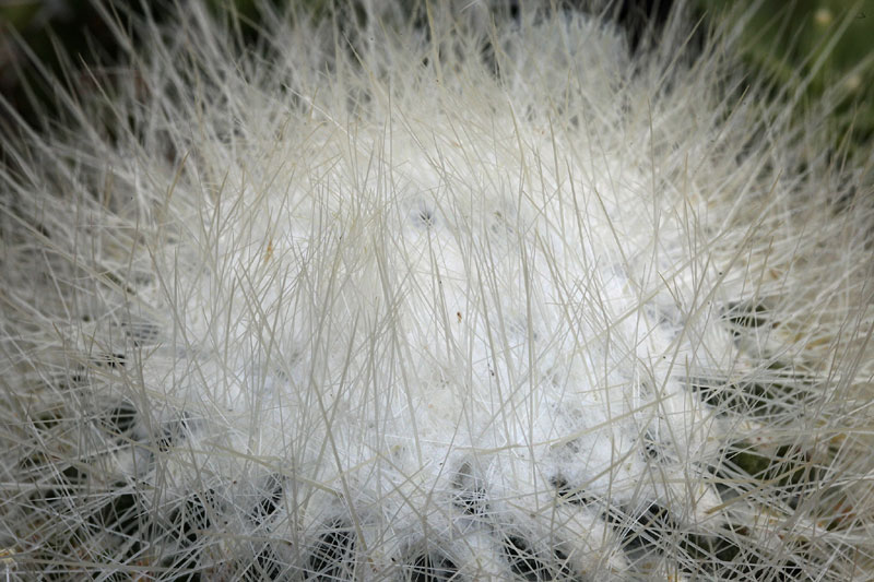 Thelocactus macdowellii